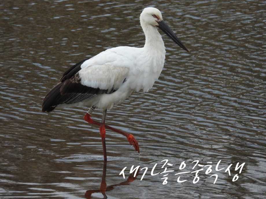 [2021.01.16] 전라남도 담양군에서 관찰된 황새입니다. 이미지
