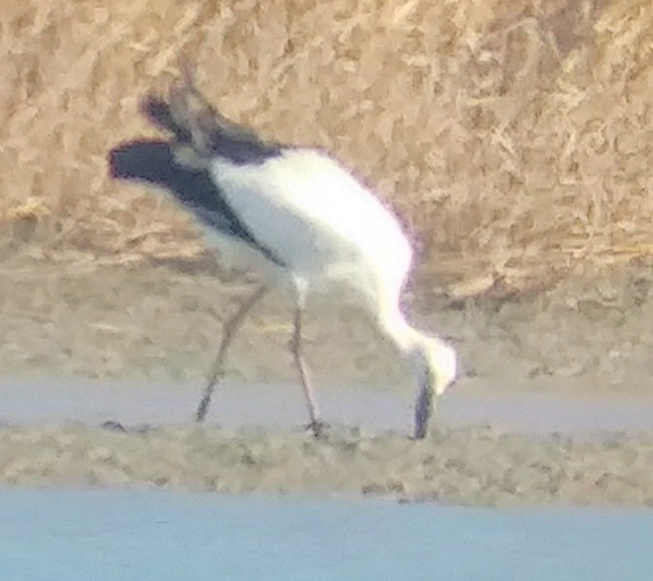 [2021.01.17] 전라남도 순천시에서 관찰된 황새입니다. 이미지