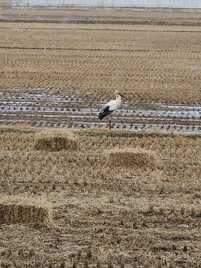 [2021.01.17] 충청남도 태안군에서 관찰된 황새입니다. 이미지