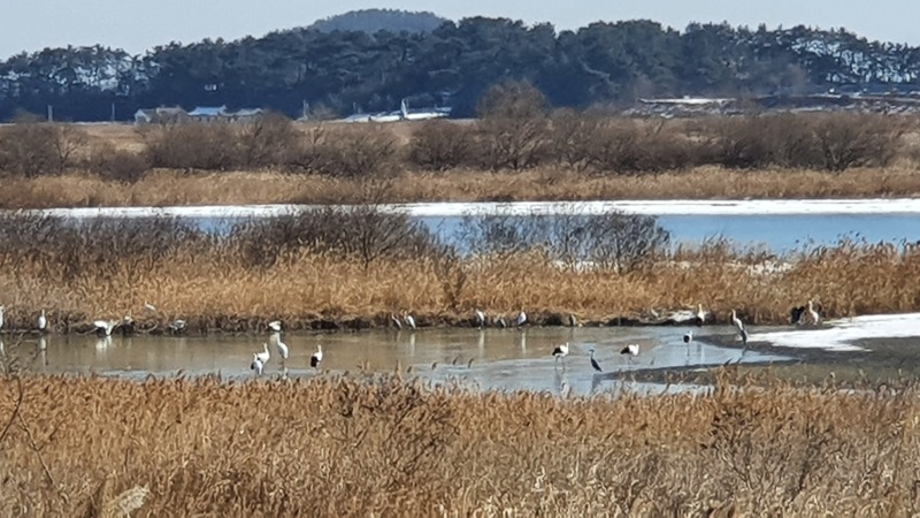 [2021.01.19] 전라북도 군산시에서 관찰된 황새입니다. 이미지