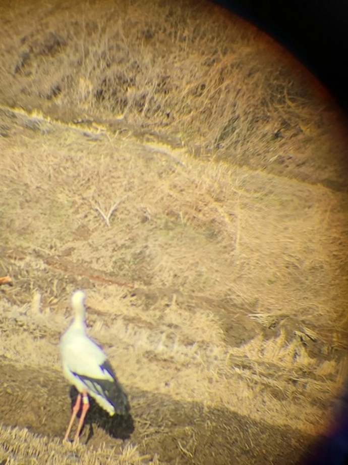 [2021.01.20] 충청남도 태안군에서 관찰된 황새입니다. 이미지