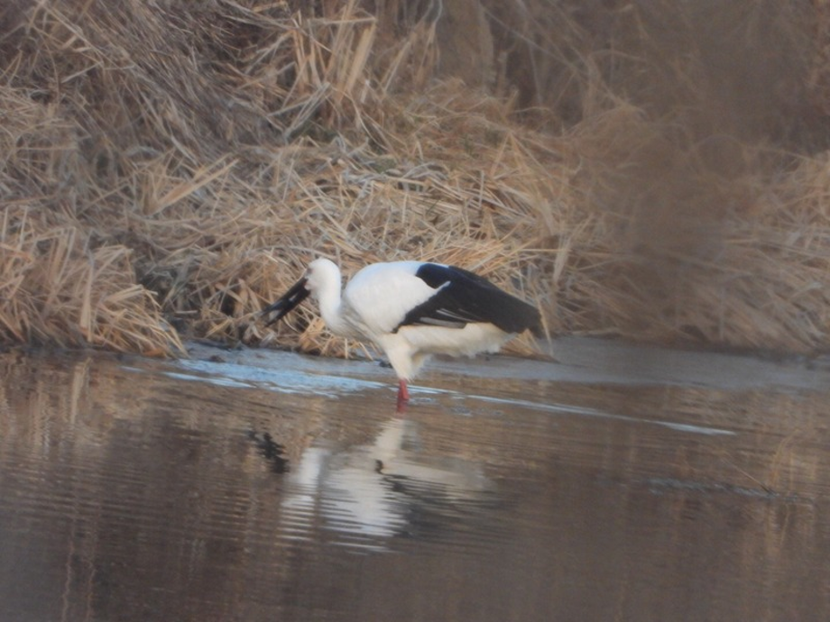 [2021.01.20] 충청남도 홍성군에서 관찰된 황새입니다. 이미지
