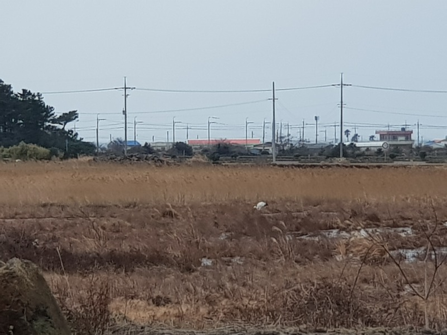 [2021.01.23] 제주특별자치도 제주시에서 관찰된 황새입니다. 이미지