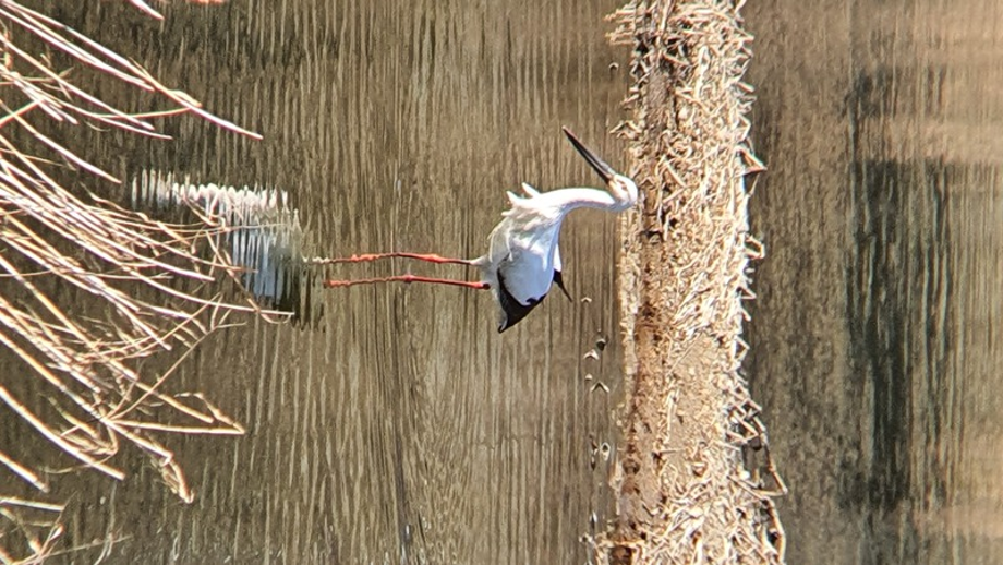 [2021.01.24] 경기도 광주시에서 관찰된 황새입니다. 이미지