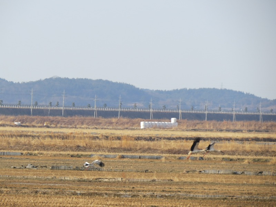 [2021.01.25] 충청남도 서산시에서 관찰된 황새입니다. 이미지