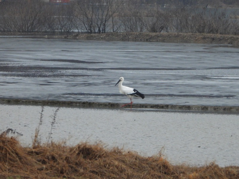 [2021.01.26] 충청남도 예산군에서 관찰된 황새입니다. 이미지