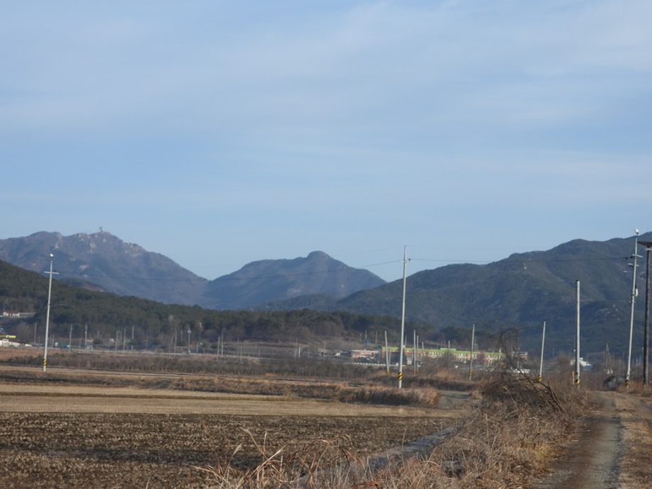 [2021.01.27] 충청남도 예산군에서 관찰된 황새입니다. 이미지