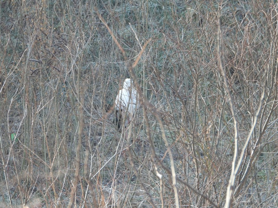 [2021.01.27] 충청남도 예산군에서 관찰된 황새입니다. 이미지