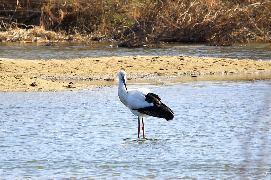 [2021.01.27] 광주광역시에서 관찰된 황새입니다. 이미지