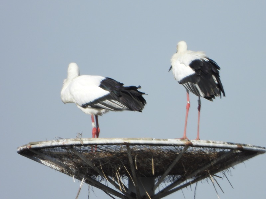 [2021.01.06] 충청남도 예산군에서 관찰된 황새입니다. 이미지