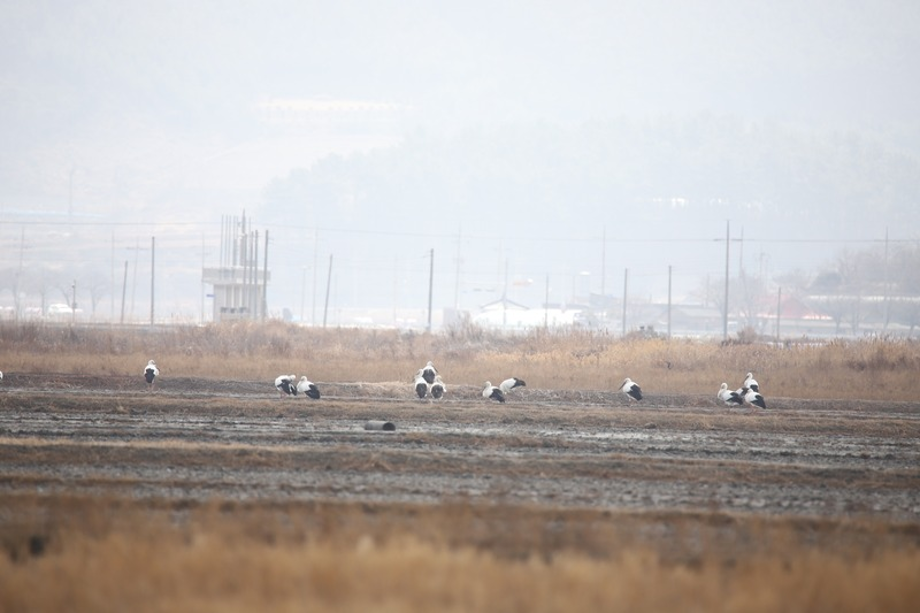 [2021.01.31] 전라북도 고창군에서 관찰된 황새입니다. 이미지