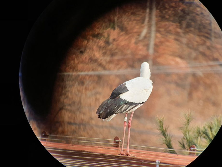 [2021.01.31] 충청남도 예산군에서 관찰된 황새입니다. 이미지