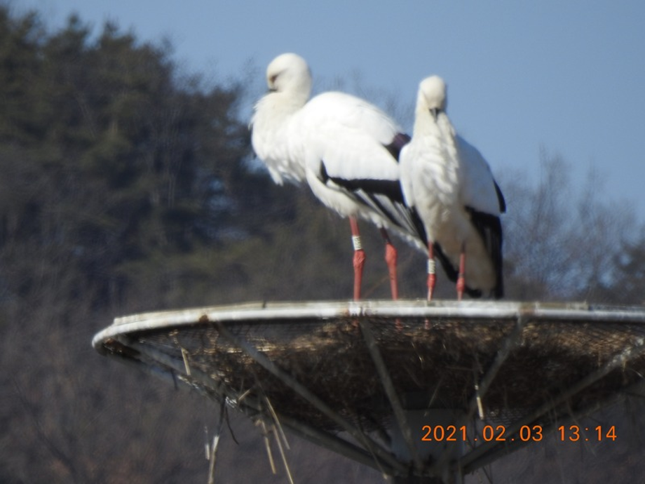 [2021.02.03] 충청남도 예산군에서 관찰된 황새입니다. 이미지