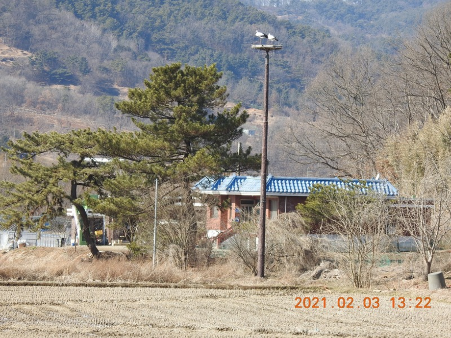 [2021.02.03] 충청남도 예산군에서 관찰된 황새입니다. 이미지
