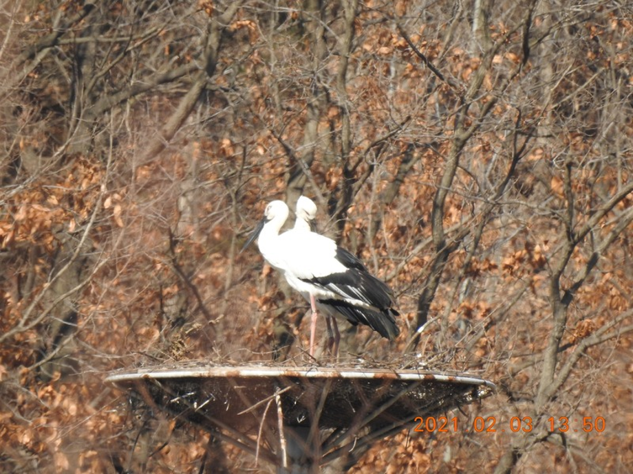 [2021.02.03] 충청남도 예산군에서 관찰된 황새입니다. 이미지