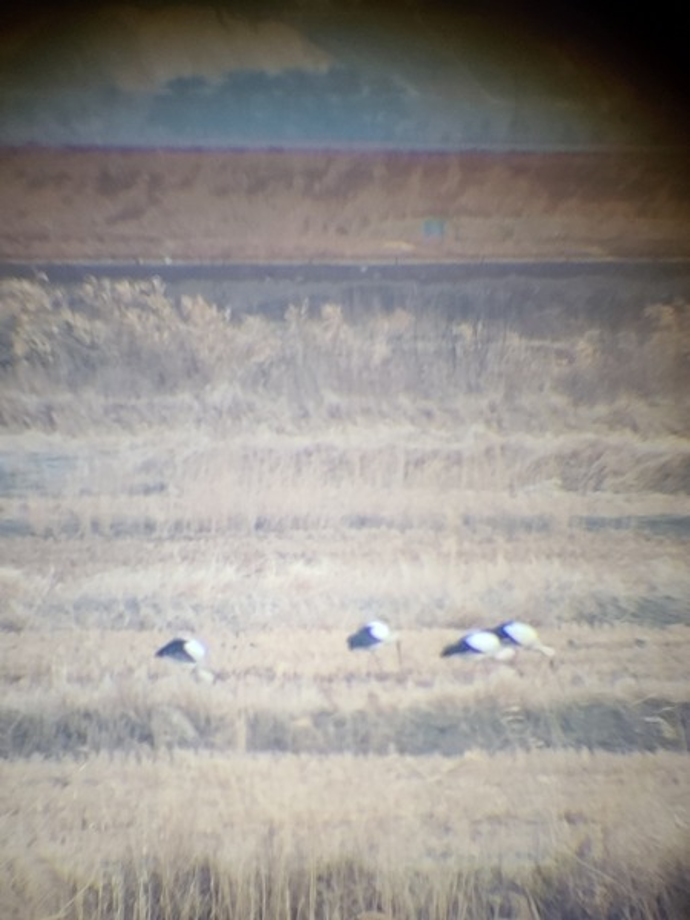 [2021.02.03] 충청남도 태안군에서 관찰된 황새입니다. 이미지