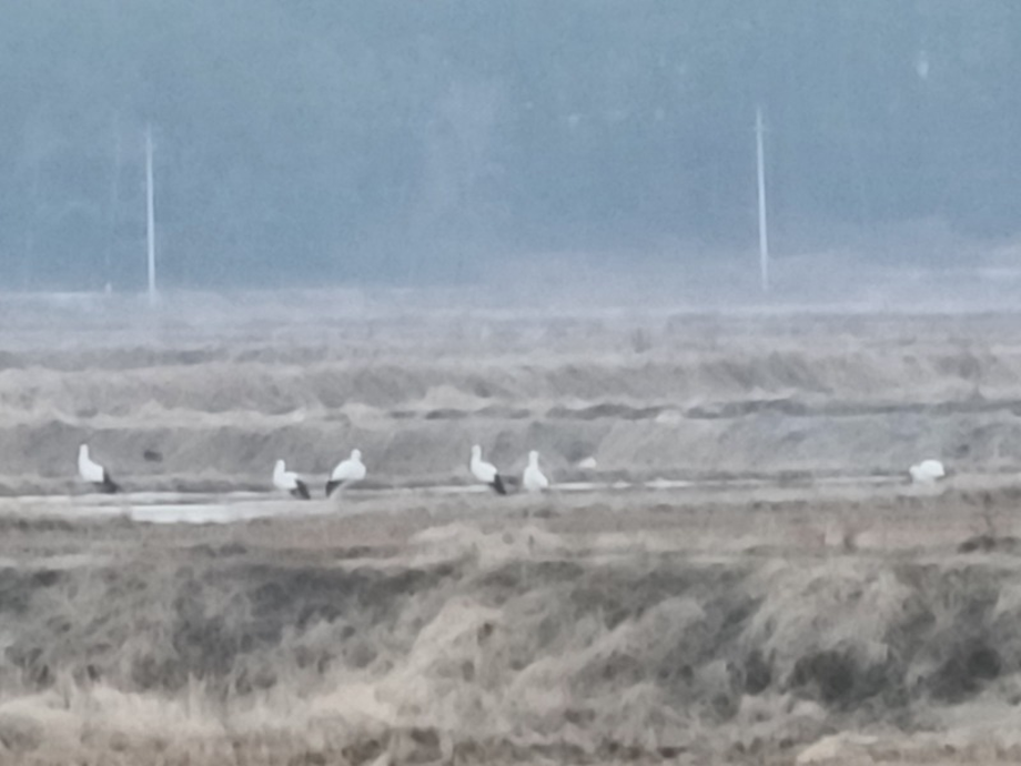 [2021.02.03] 충청남도 태안군에서 관찰된 황새입니다. 이미지
