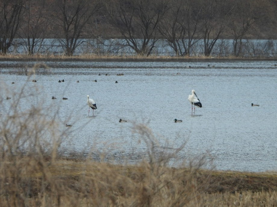 [2021.02.05] 충청남도 예산군에서 관찰된 황새입니다. 이미지