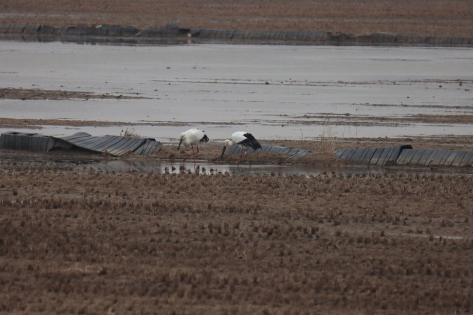 [2021.02.06] 충청남도 서산시에서 관찰된 황새입니다. 이미지