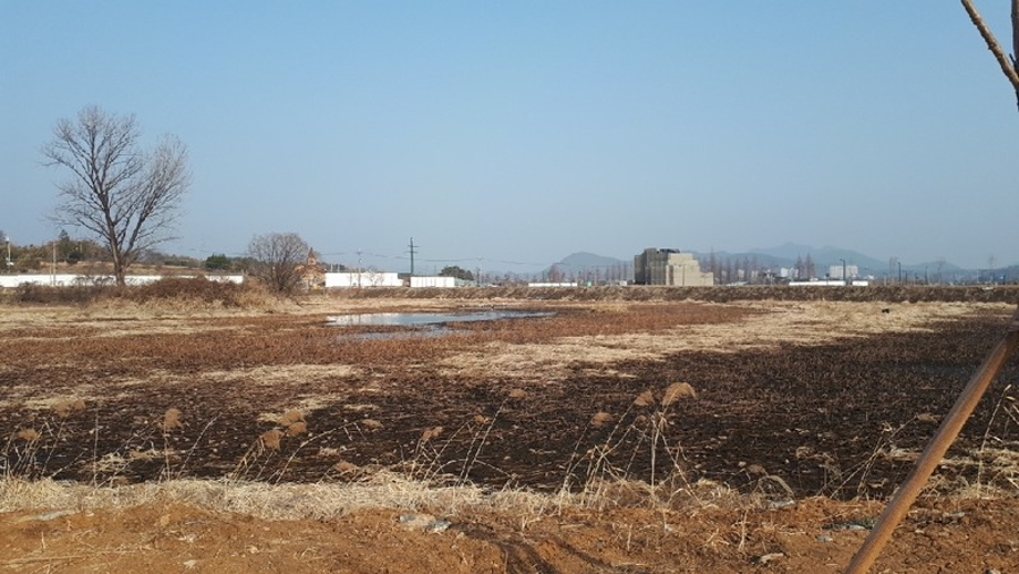 [2021.02.07] 전라남도 담양군에서 관찰된 황새입니다. 이미지