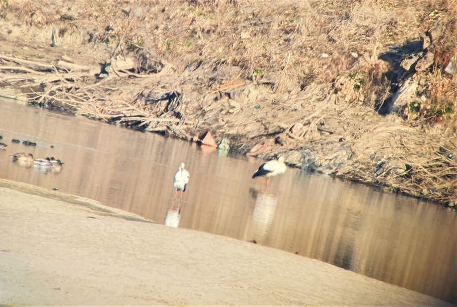 [2021.02.09] 전라북도 전주시에서 관찰된 황새입니다. 이미지