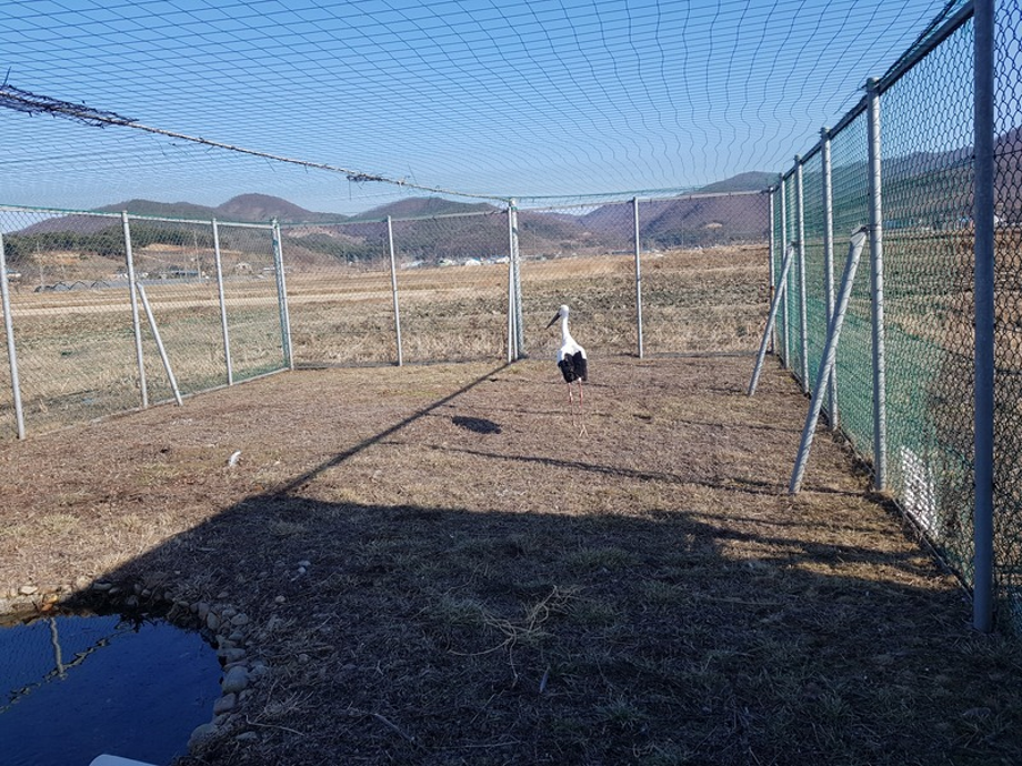 [2021.02.09] 충청남도 예산군에서 관찰된 황새입니다. 이미지