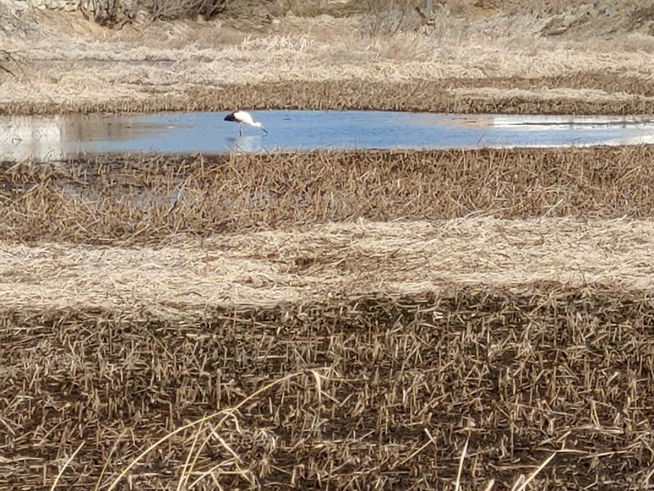 [2021.02.09] 전라남도 담양군에서 관찰된 황새입니다. 이미지