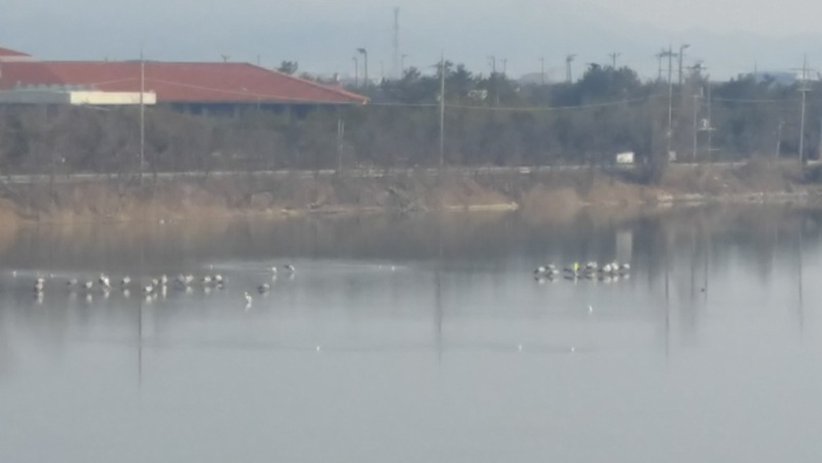 [2021.02.10] 전라북도 고창군에서 관찰된 황새입니다. 이미지