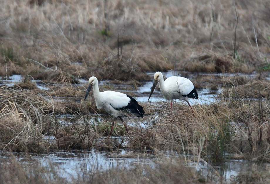 [2021.02.11] 제주특별자치도 제주시에서 관찰된 황새입니다. 이미지