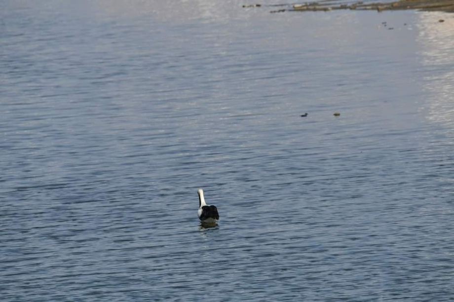 [2021.02.11] 전라남도 담양군에서 관찰된 황새입니다. 이미지