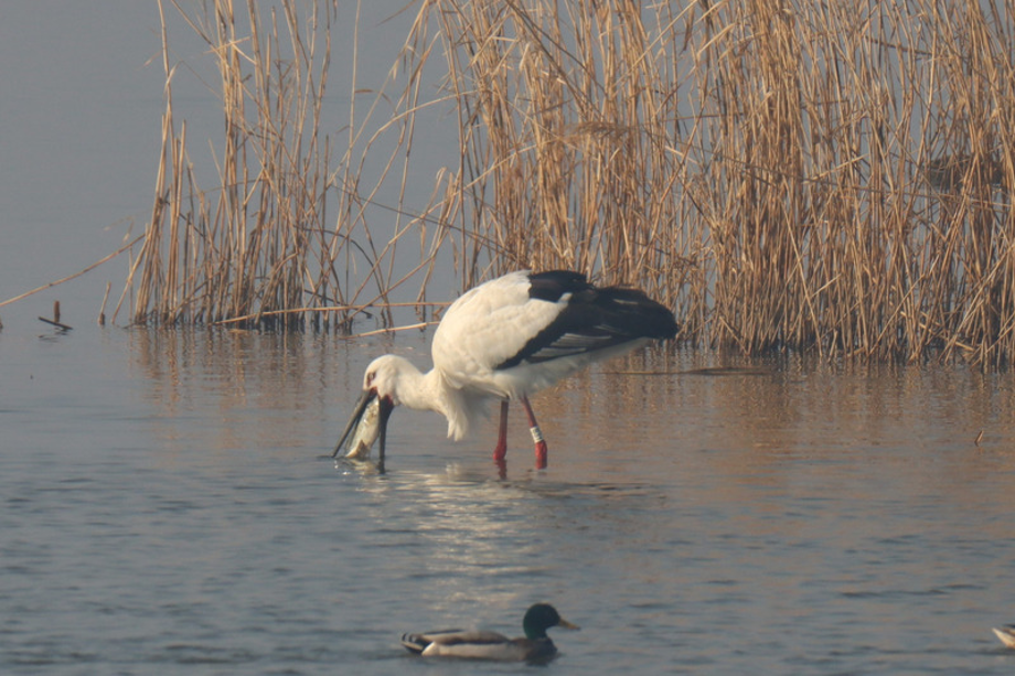 [2021.02.13] 충청남도 서산시에서 관찰된 황새입니다. 이미지