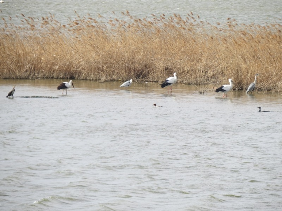 [2021.02.15] 충청남도 서산시에서 관찰된 황새입니다. 이미지