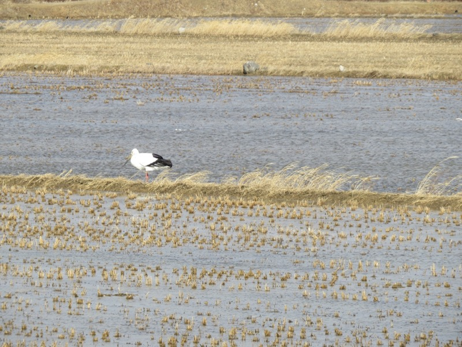 [2021.02.15] 충청남도 서산시에서 관찰된 황새입니다. 이미지