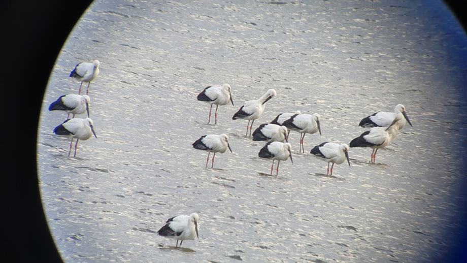 [2021.02.15] 전라북도 김제시에서 관찰된 황새입니다. 이미지