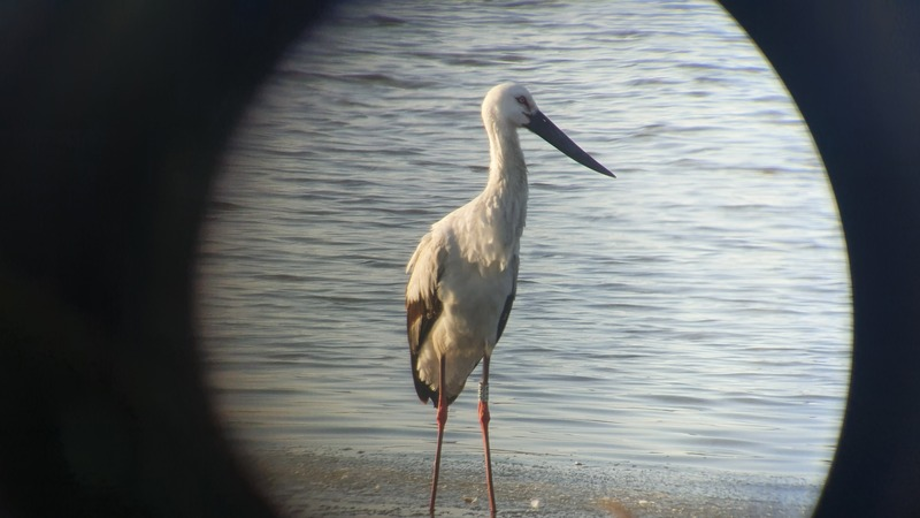 [2021.02.16] 전라북도 김제시에서 관찰된 황새입니다. 이미지