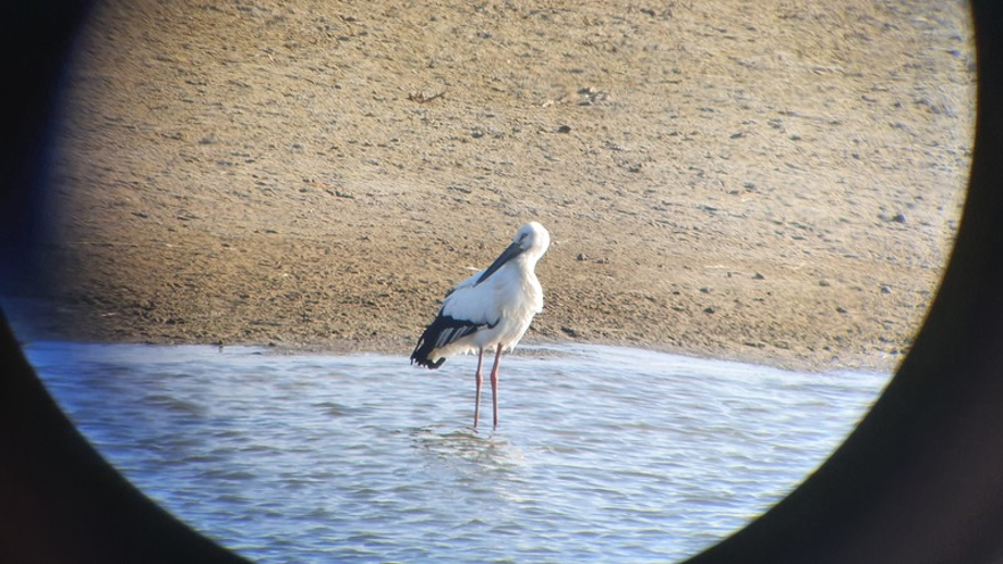 [2021.02.16] 전라북도 김제시에서 관찰된 황새입니다. 이미지