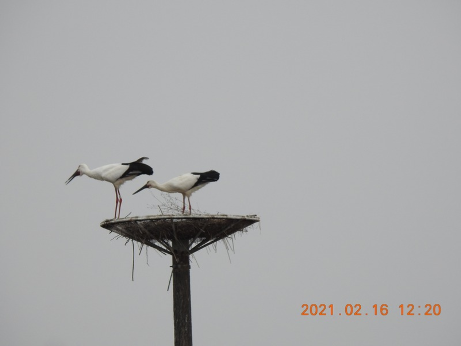 [2021.02.16] 충청남도 예산군에서 관찰된 황새입니다. 이미지