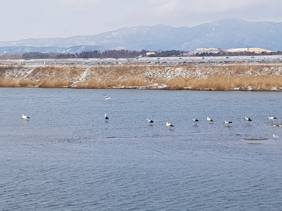 [2021.02.16] 충청남도 서산시에서 관찰된 황새입니다. 이미지