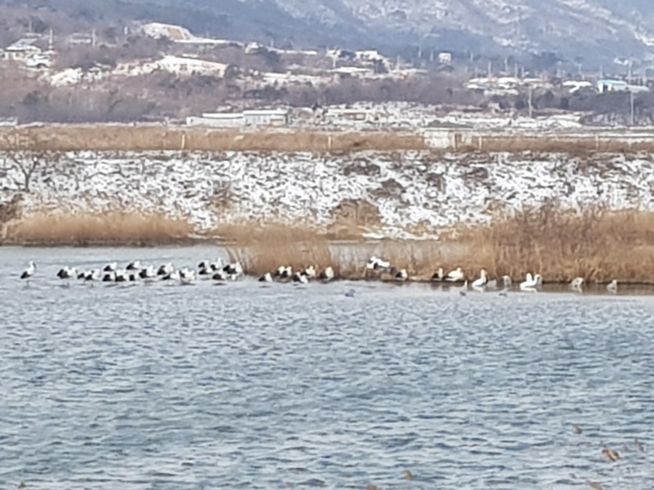 [2021.02.17] 충청남도 서산시에서 관찰된 황새입니다. 이미지