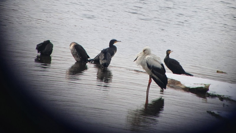 [2021.02.17] 전라북도 익산시에서 관찰된 황새입니다. 이미지