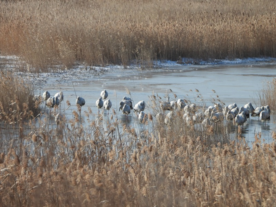 [2021.02.18] 충청남도 보령시에서 관찰된 황새입니다. 이미지