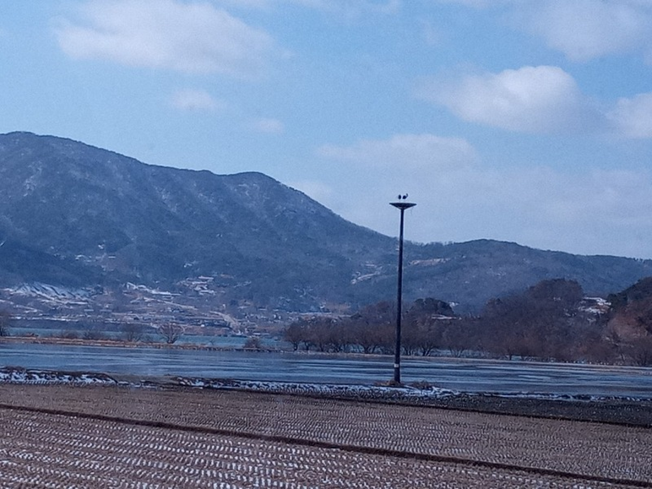 [2021.02.18] 충청남도 예산군에서 관찰된 황새입니다. 이미지