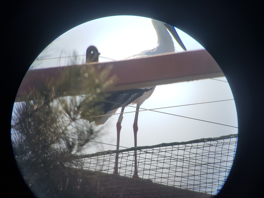 [2021.02.19] 충청남도 예산군에서 관찰된 황새입니다. 이미지