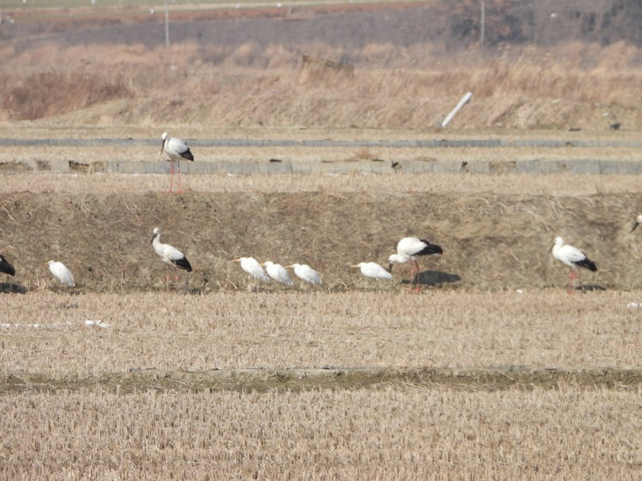 [2021.02.19] 충청남도 서산시에서 관찰된 황새입니다. 이미지