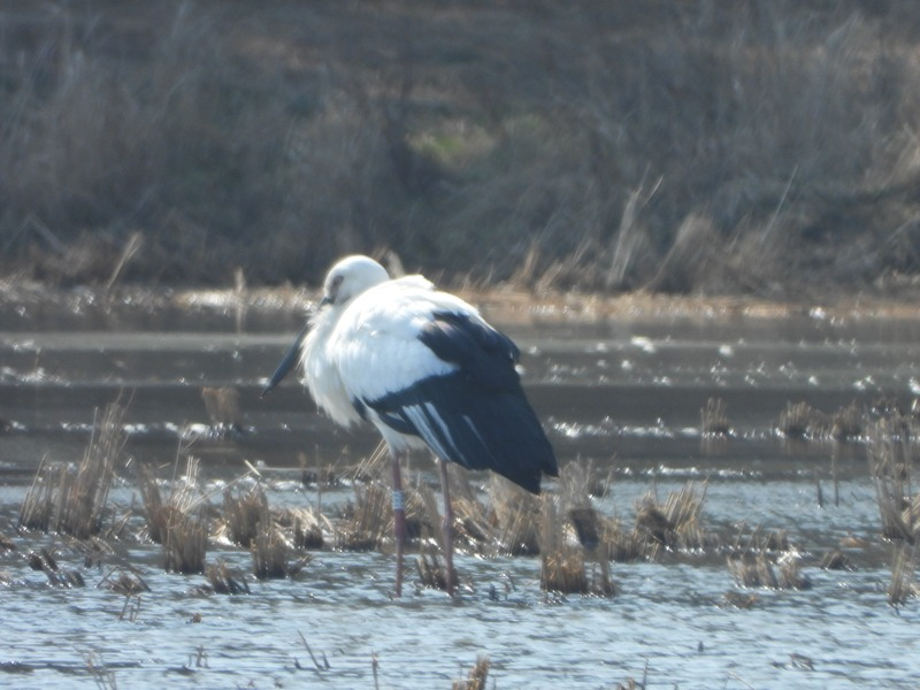 [2021.02.19] 충청남도 예산군에서 관찰된 황새입니다. 이미지