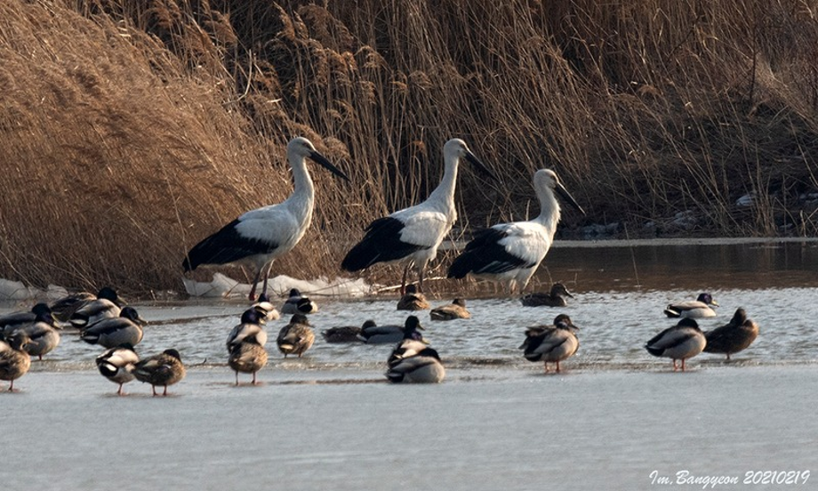 [2021.02.19] 경기도 화성시에서 관찰된 황새입니다. 이미지