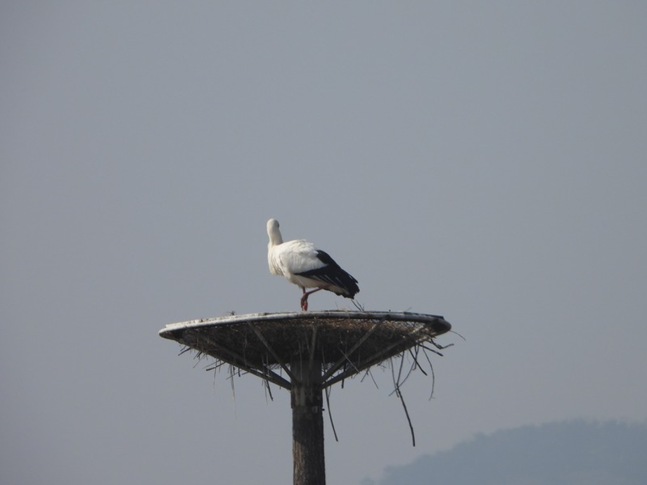 [2021.02.20] 충청남도 예산군에서 관찰된 황새입니다. 이미지