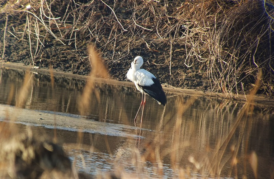 [2021.02.21] 전라북도 김제시에서 관찰된 황새입니다. 이미지