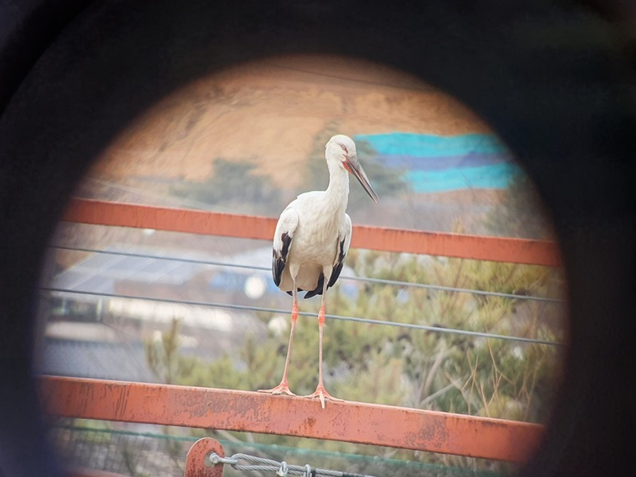 [2021.02.21] 충청남도 예산군에서 관찰된 황새입니다. 이미지