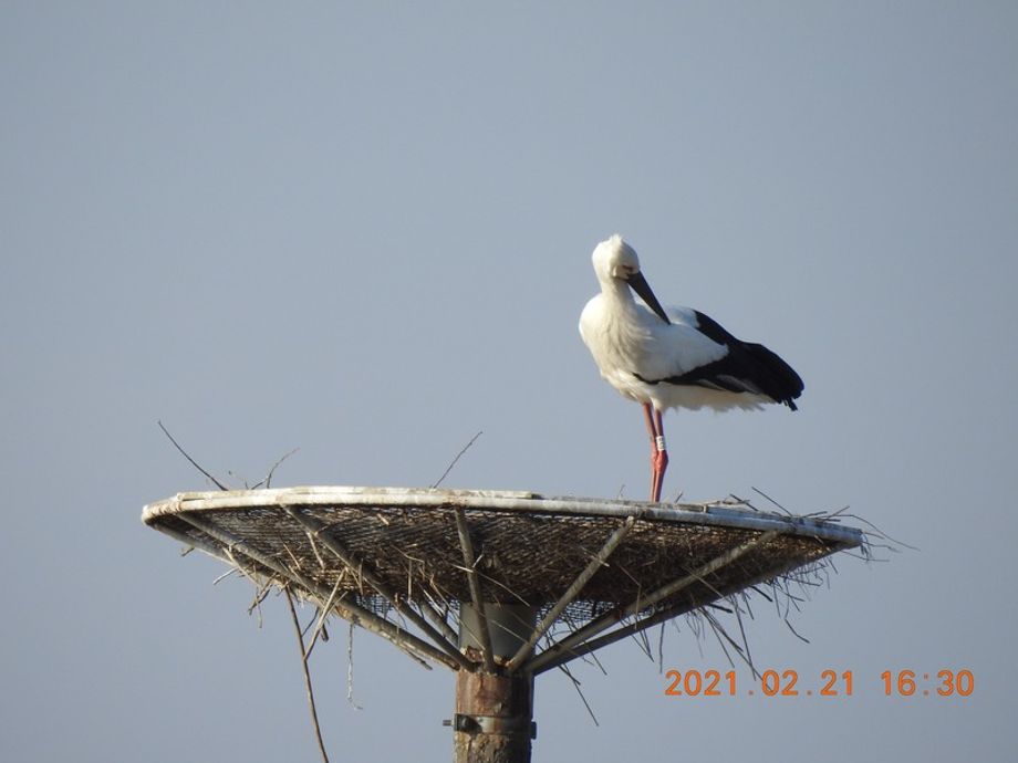 [2021.02.21] 충청남도 예산군에서 관찰된 황새입니다. 이미지